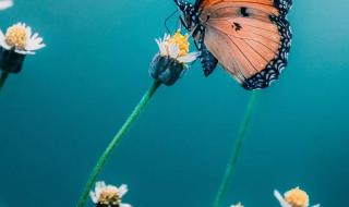 蝴蝶眨几次眼睛才学会飞行什么歌